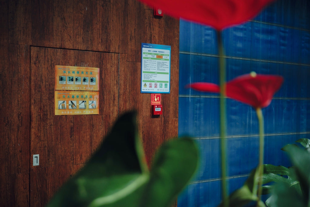 Red anthurium flowers in front of a wooden door.